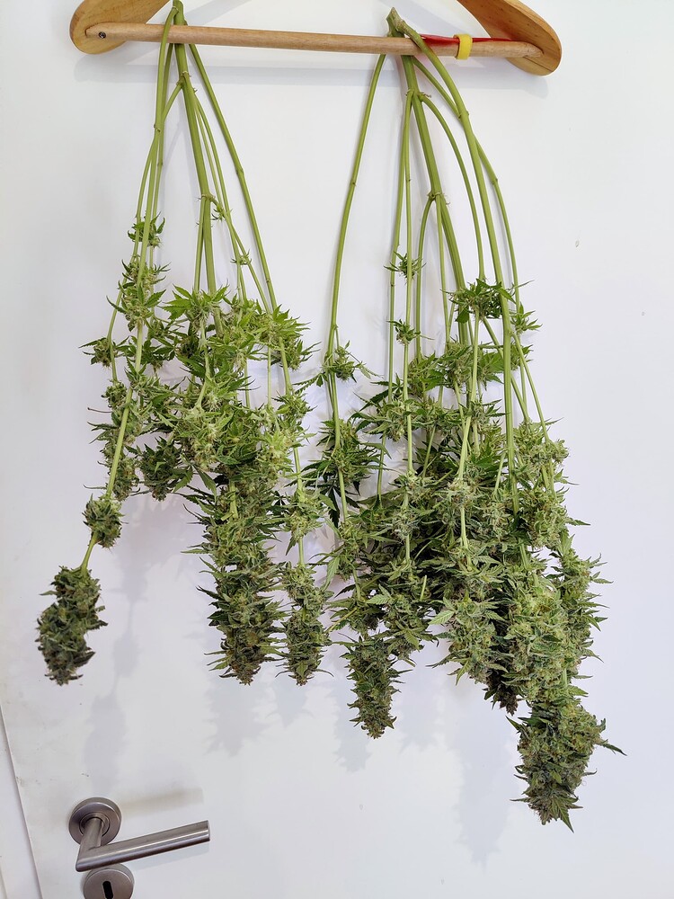 Cultivo de Automáticas con muchos Minerales en Coco (Auto Acid / GSC / Gelato / Maxi GOM)