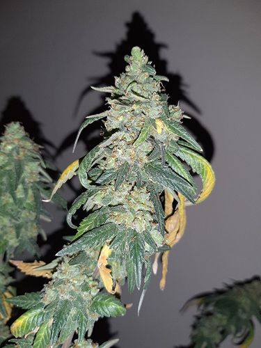 Growreport Bild 3