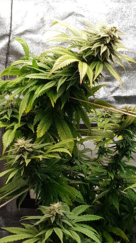 Growreport Bild 3