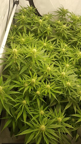 Growreport Bild 13