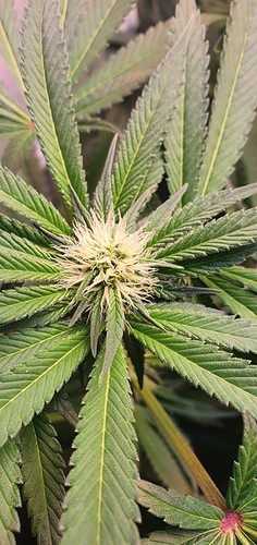 Growreport Bild 10