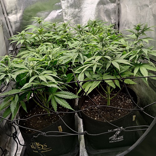 Growreport Bild 2