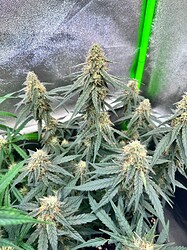 Growreport Bild 2
