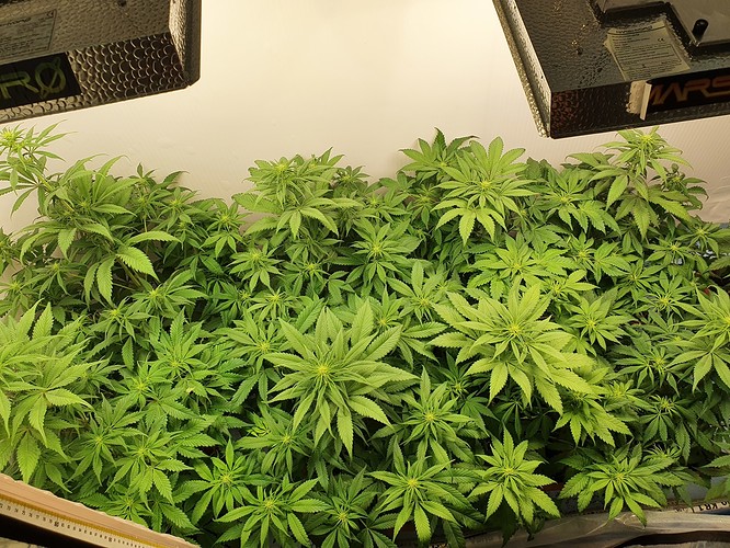 Growreport Bild 1