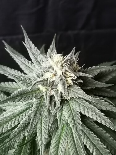 Growreport Bild 26