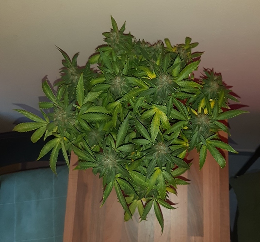 Growreport Bild 2
