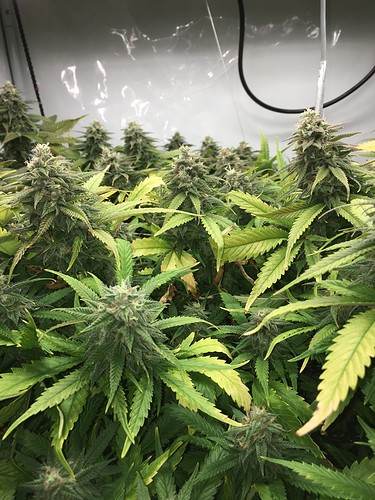 Growreport Bild 3