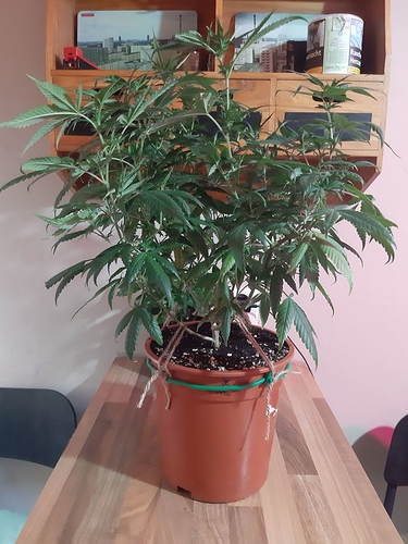 Growreport Bild 13