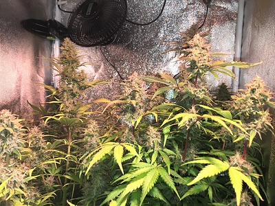 Growreport Bild 8