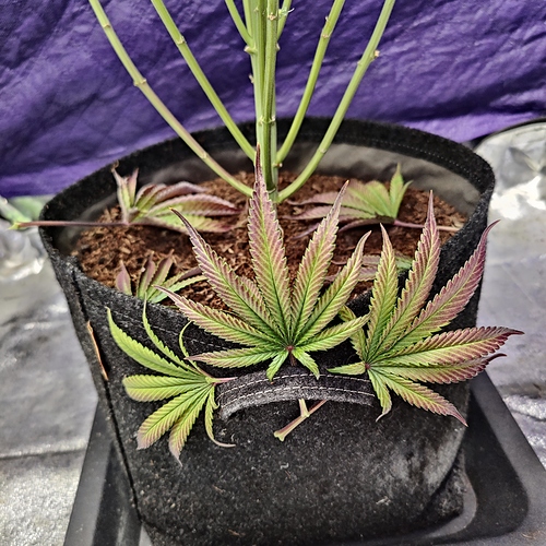 Growreport Bild 6