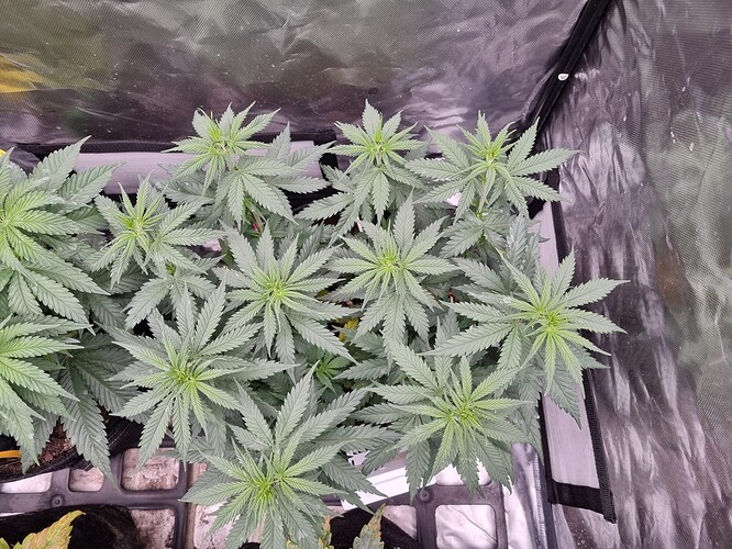 Growreport Bild 31
