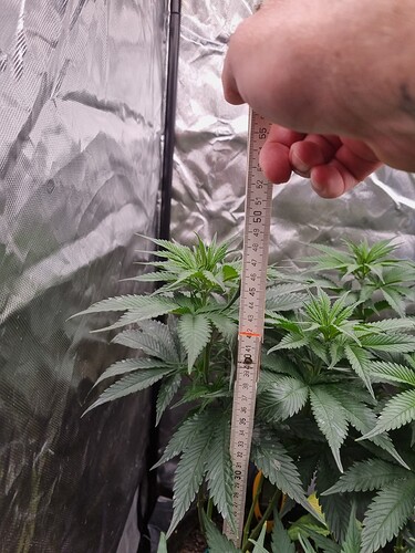Growreport Bild 32