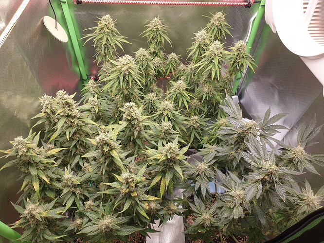 Growreport Bild 8