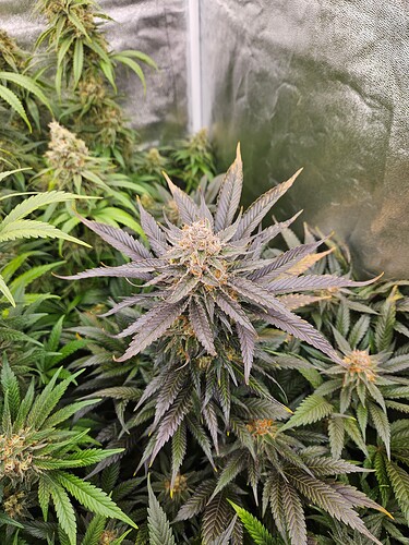 Growreport Bild 64