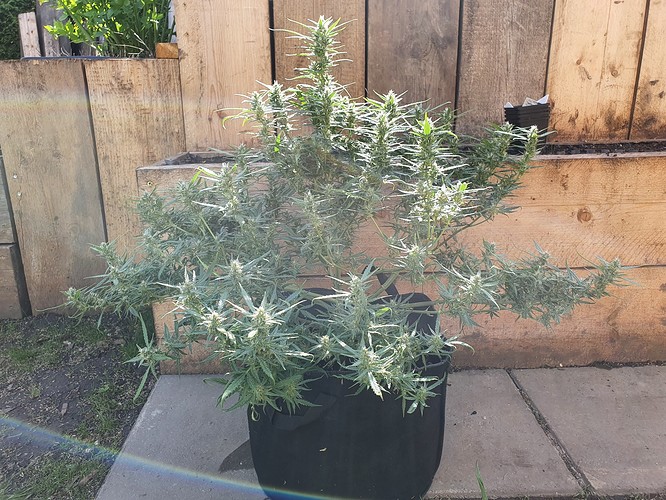 Growreport Bild 4