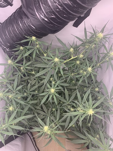 Growreport Bild 1