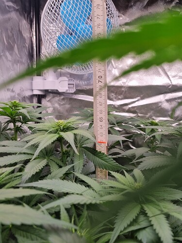 Growreport Bild 41