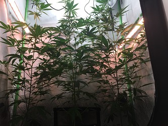Growreport Bild 7
