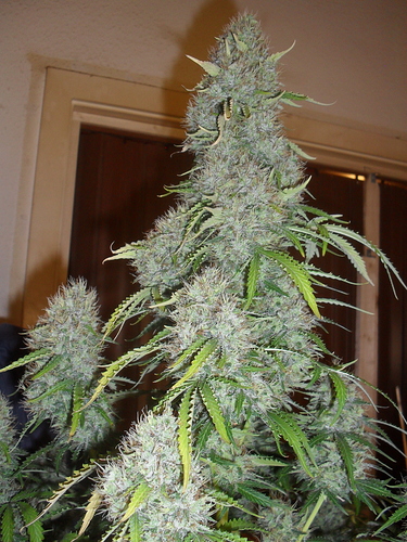 Growreport Bild 8