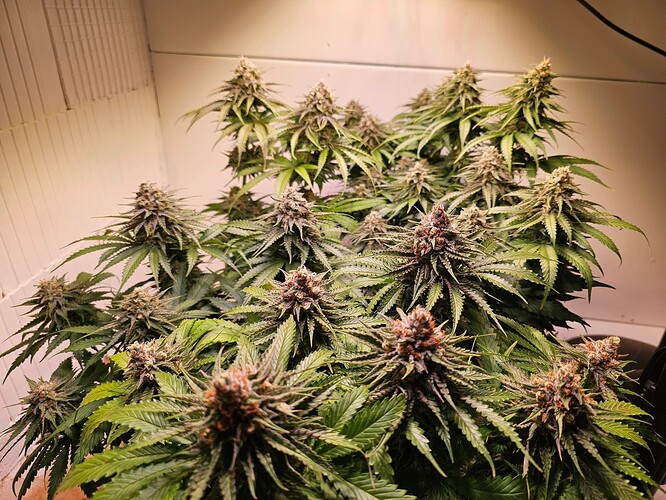 Growreport Bild 6