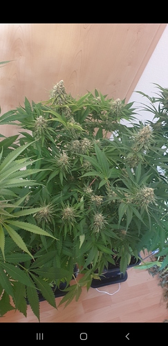 Growreport Bild 7