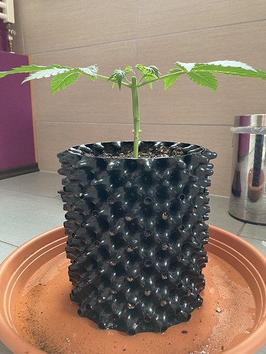 Growreport Bild 3