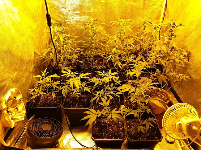 Growreport Bild 1