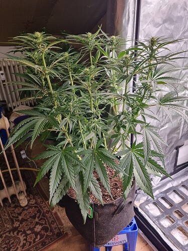 Growreport Bild 65
