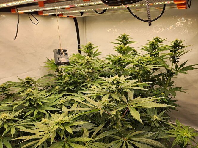 Growreport Bild 6