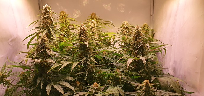 Growreport Bild 2