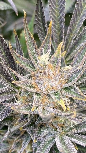 Growreport Bild 35