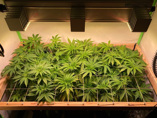 Growreport Bild 7