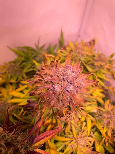 Growreport Bild 2