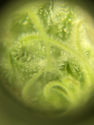 Growreport Bild 9