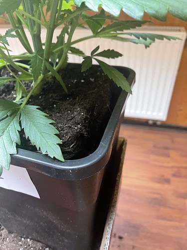 Growreport Bild 19