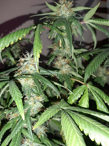 Growreport Bild 12