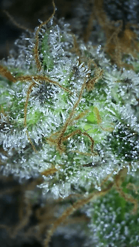 Growreport Bild 16