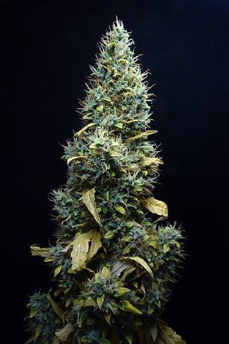 Growreport Bild 24