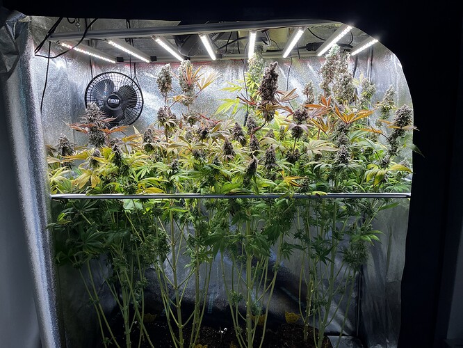 Growreport Bild 1