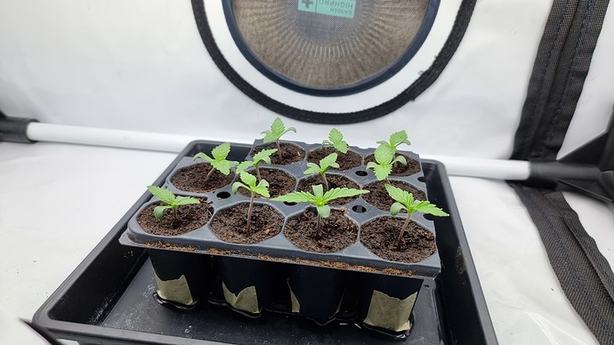 Growreport Bild 8