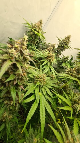 Growreport Bild 11