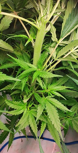 Growreport Bild 3