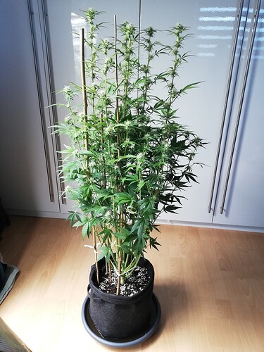 Growreport Bild 36