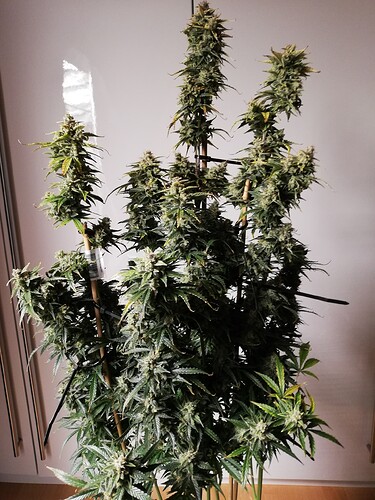 GG#1_240120-2