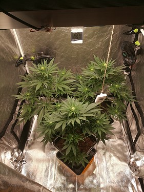 Growreport Bild 5