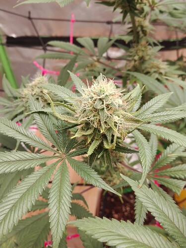Growreport Bild 10
