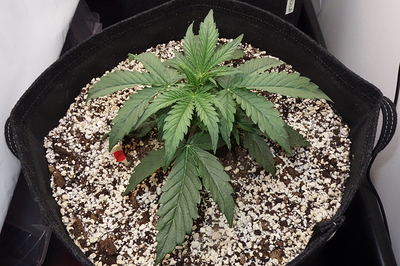 Growreport Bild 15