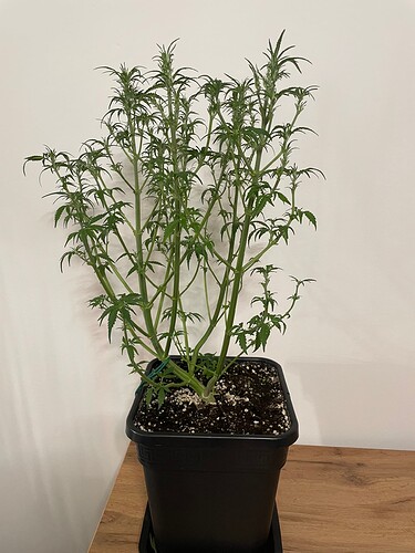 Growreport Bild 4