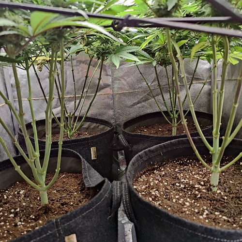 Growreport Bild 6