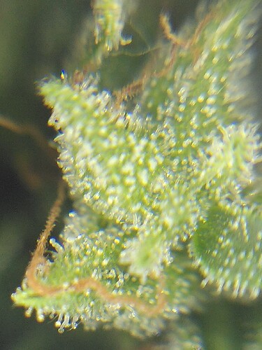 Growreport Bild 26